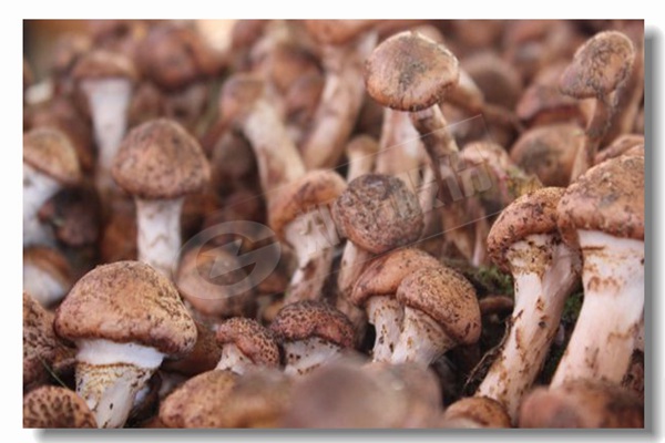 低压DZL系列蒸汽锅炉价钱